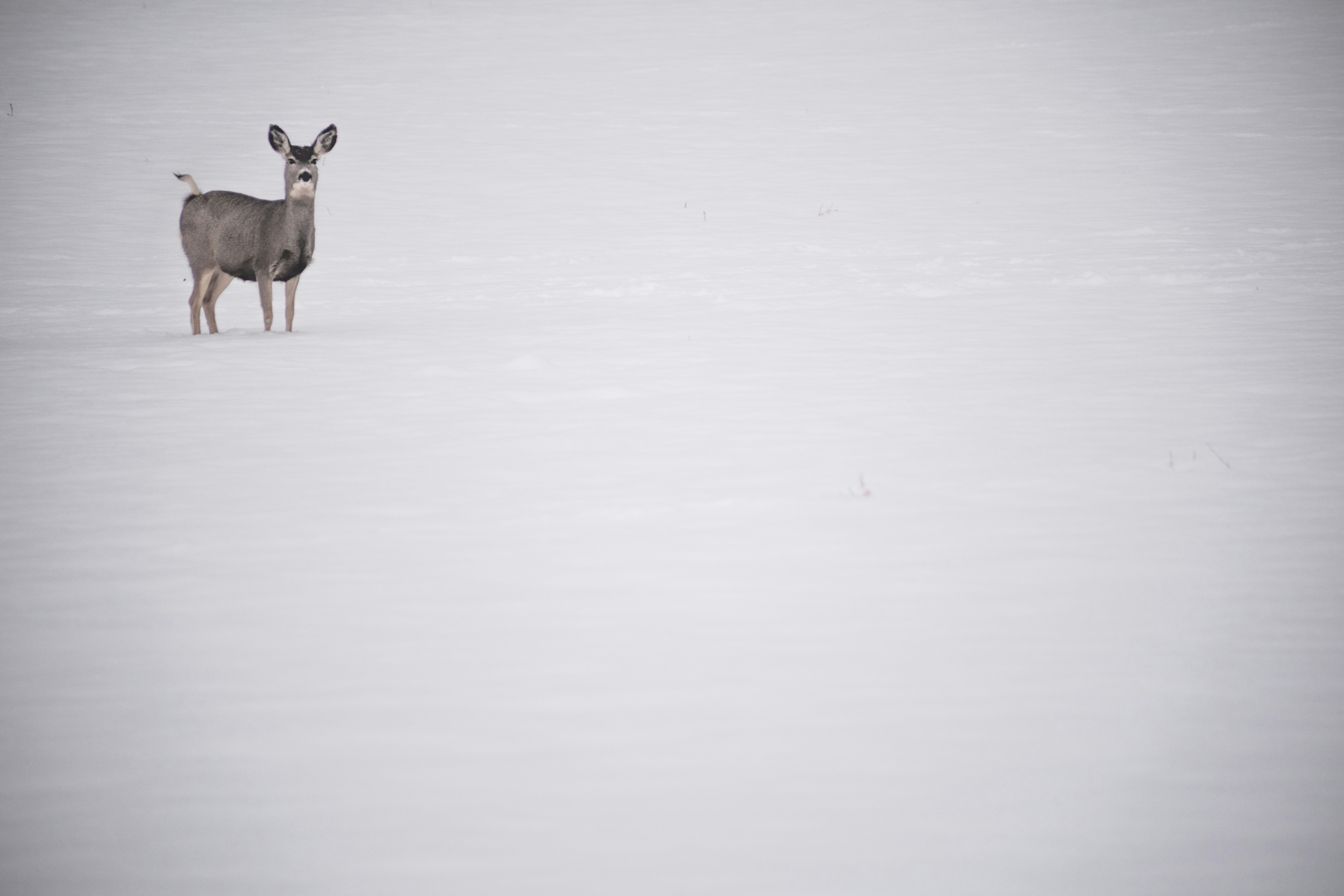 Photo by joshua_hoehne