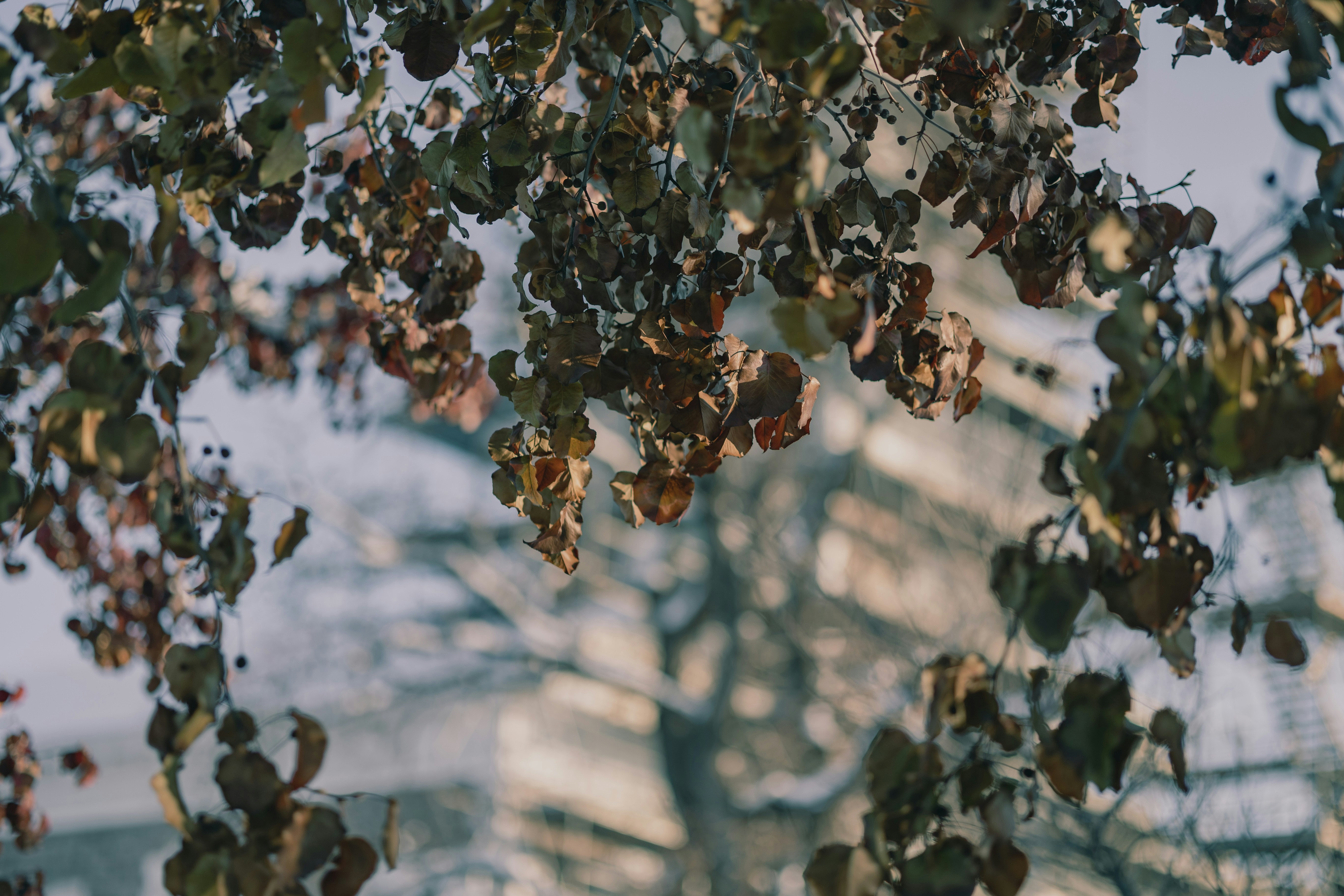 Photo by joshua_hoehne