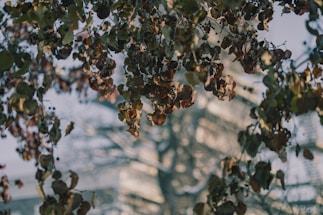 The image captures dried leaves hanging from branches, with a background that appears slightly blurred. The leaves exhibit an intricate pattern and a variety of muted colors. The soft lighting contributes a serene and calm atmosphere.