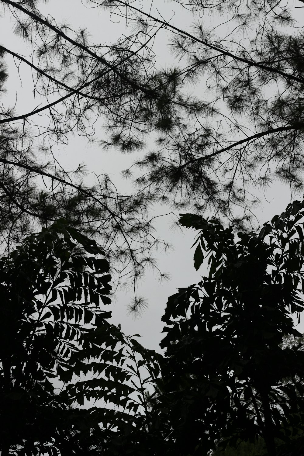 いくつかの木の白黒写真