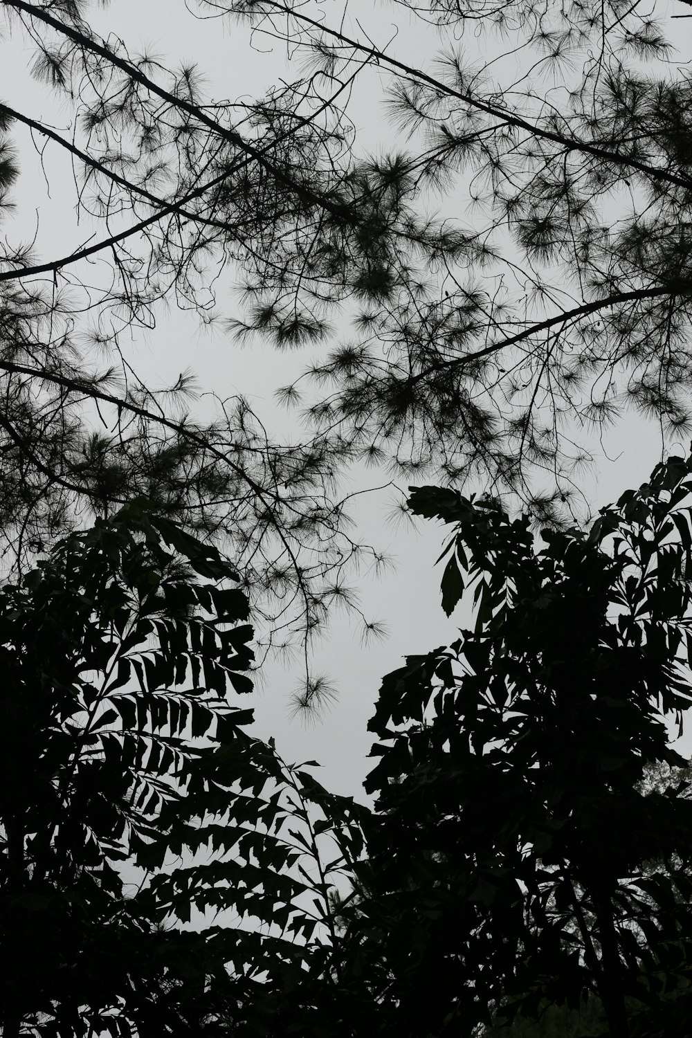 une photo en noir et blanc de quelques arbres