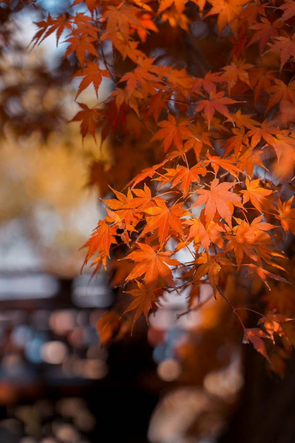 Un primo piano di un albero con foglie arancioni foto – 杭州市 Immagine  gratuita su Unsplash