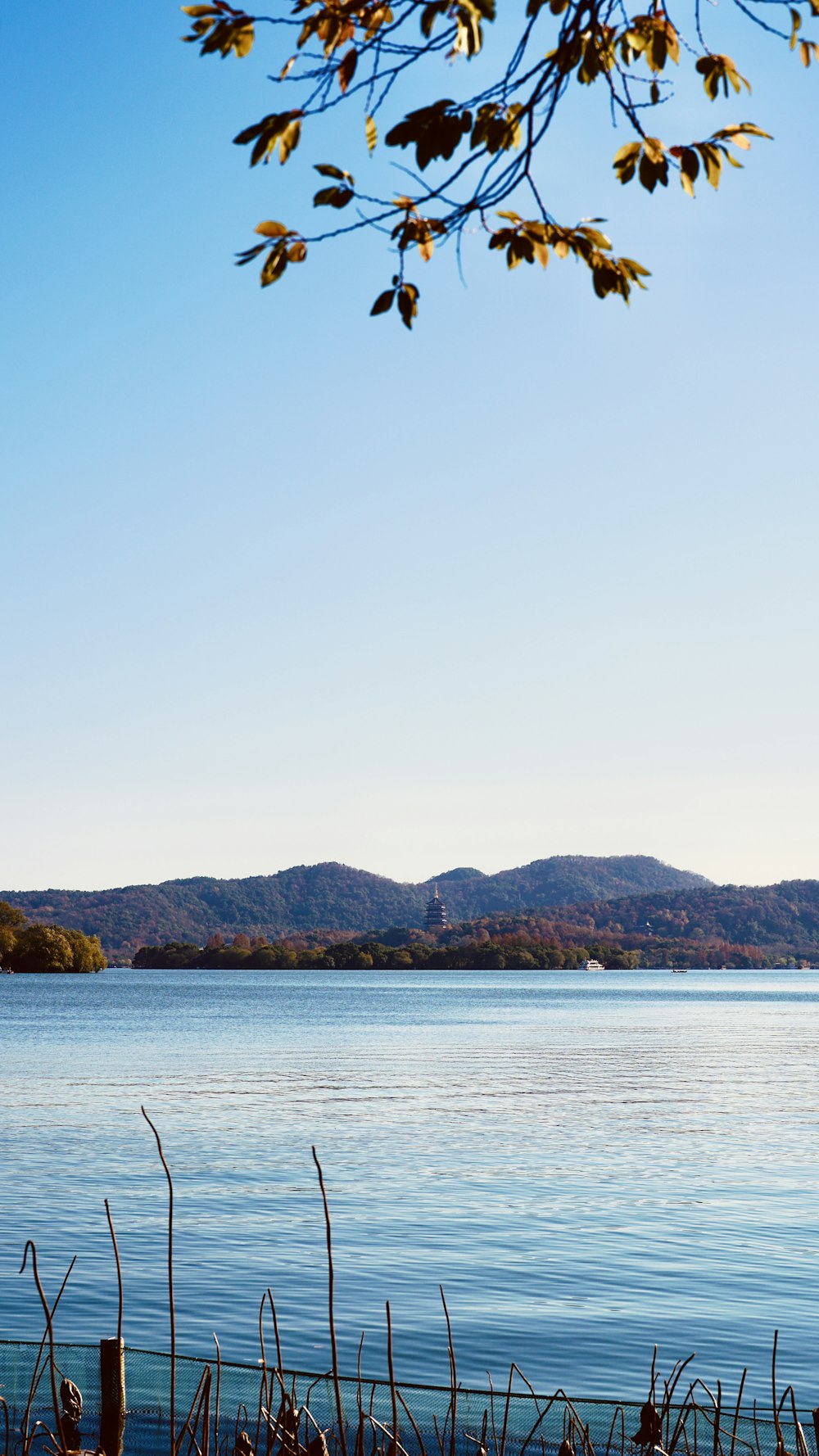 a body of water surrounded by a forest