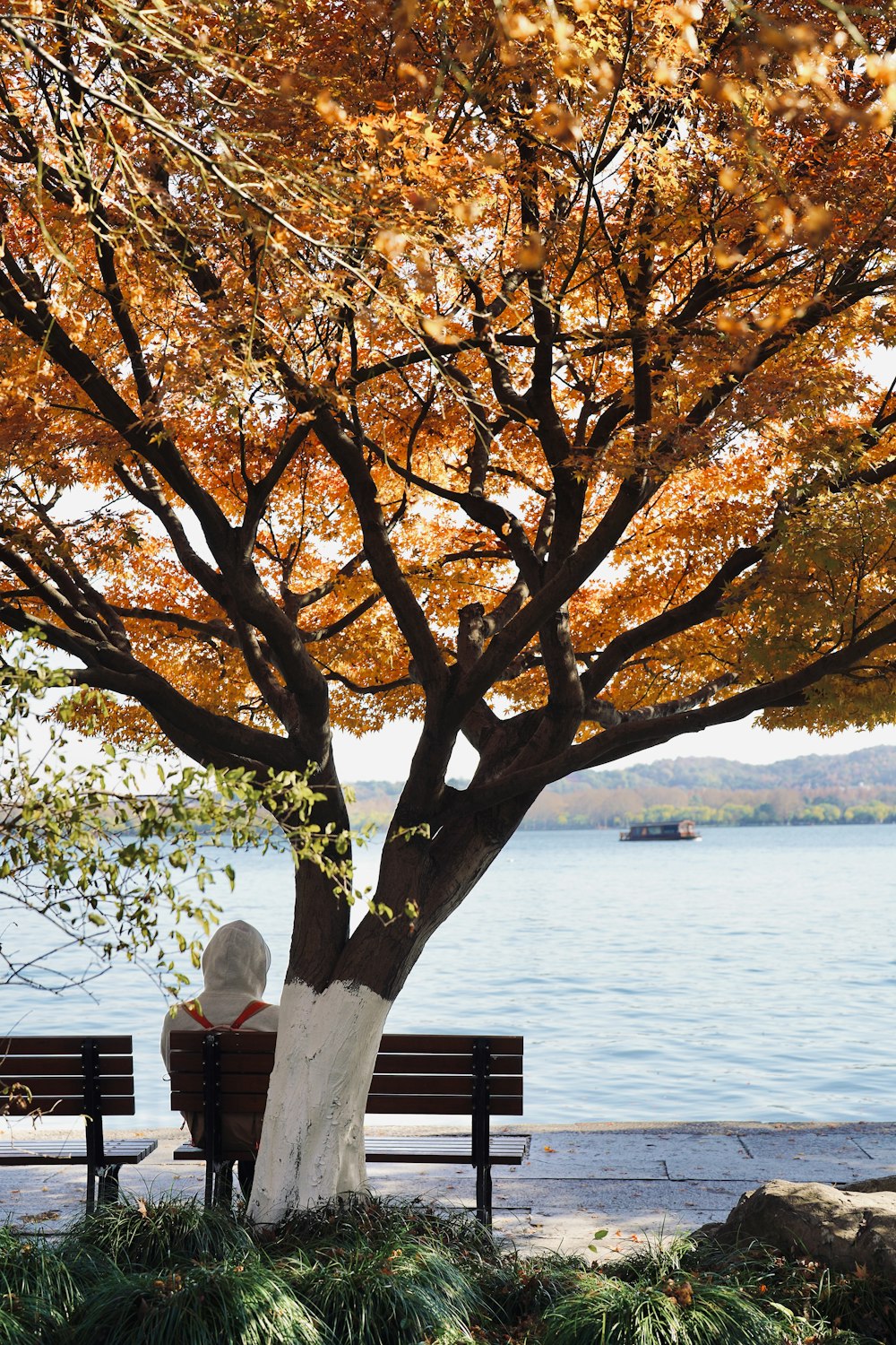 a person sitting on a bench under a tree