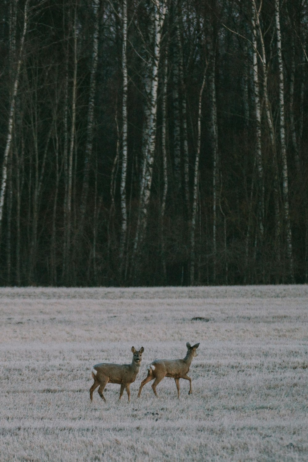 a couple of deer walking across a snow covered field