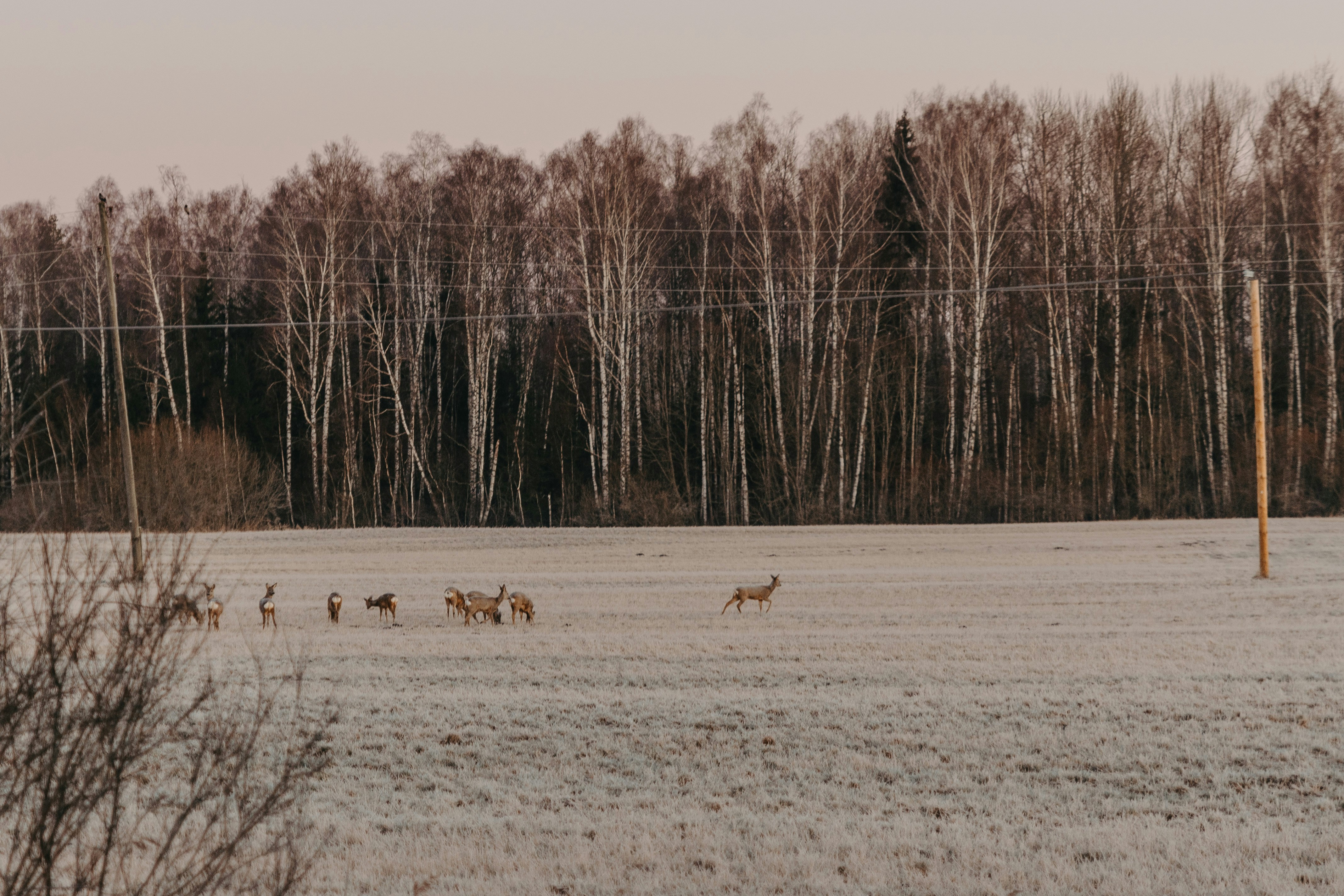 a herd of deer standing on top of a snow covered field
