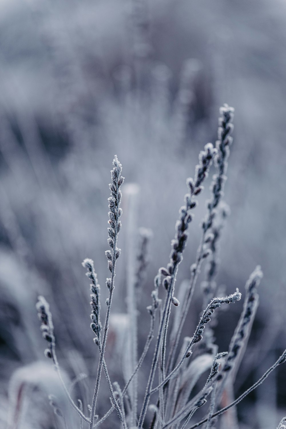 a close up of a plant with snow on it