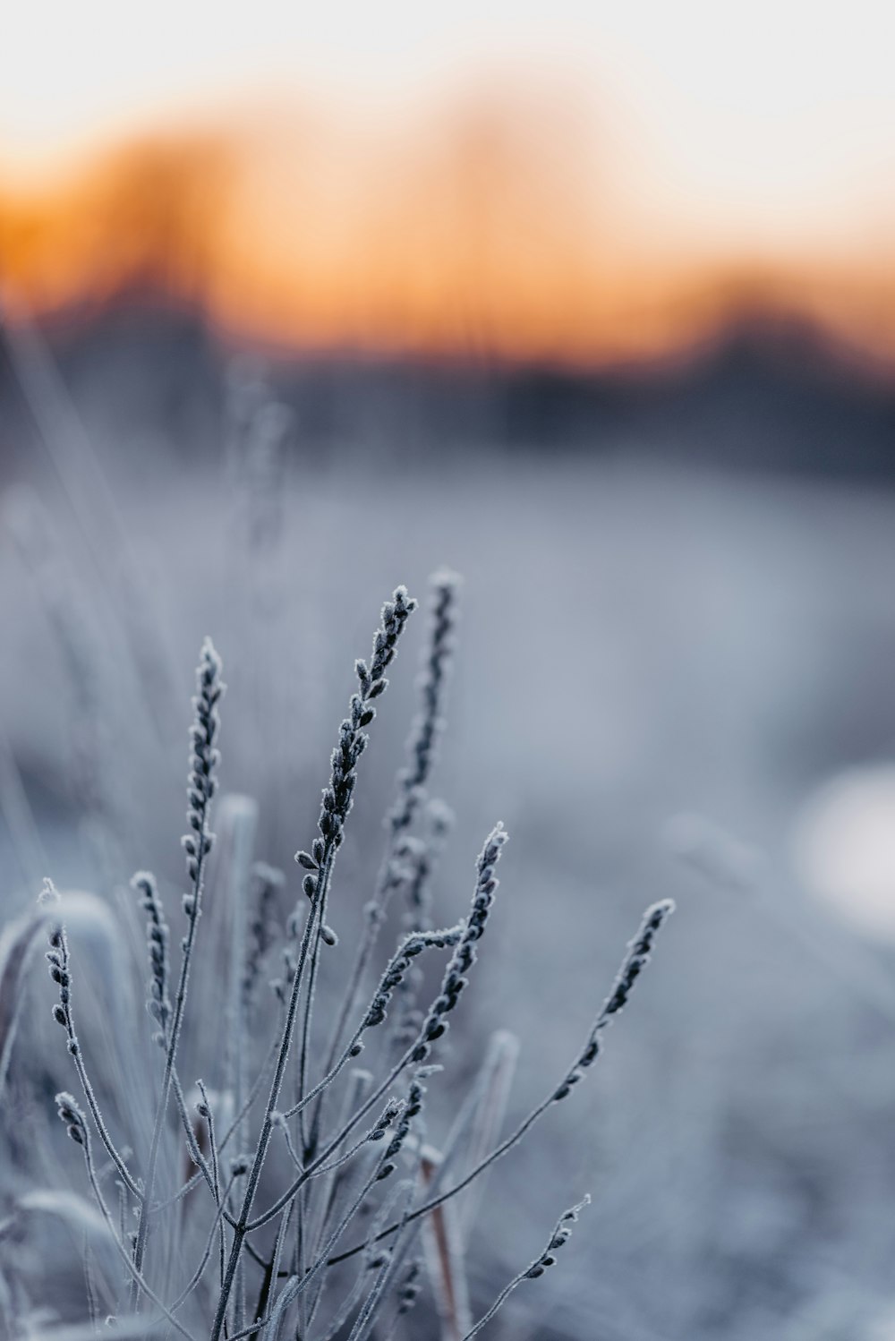 a close up of a plant with frost on it