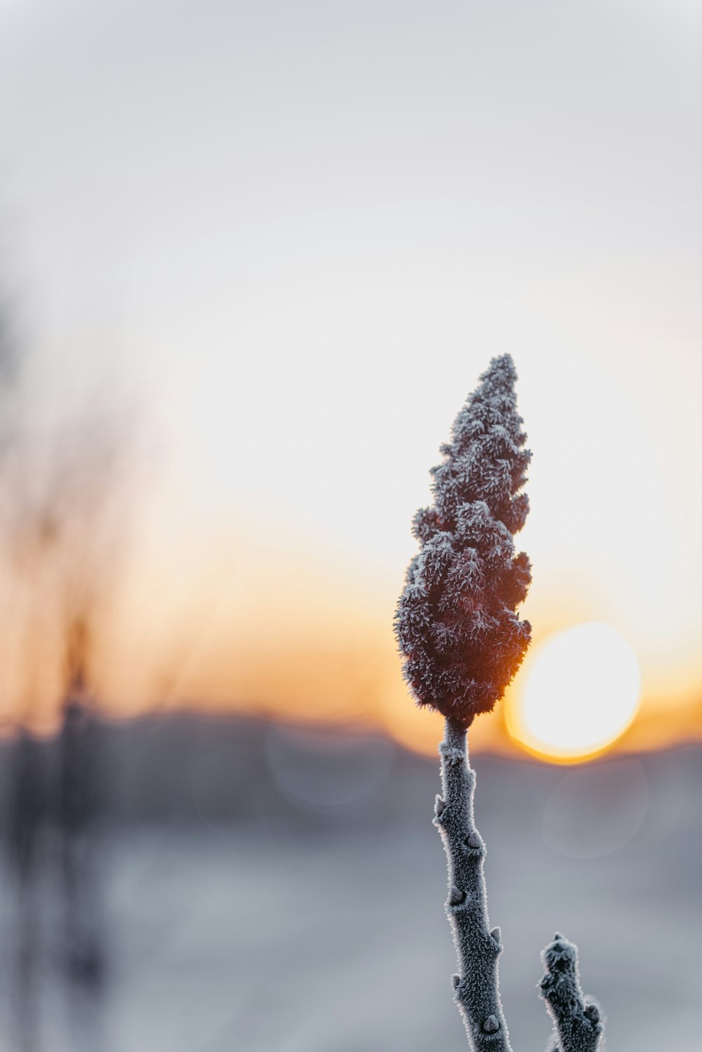 the sun is setting behind a small tree