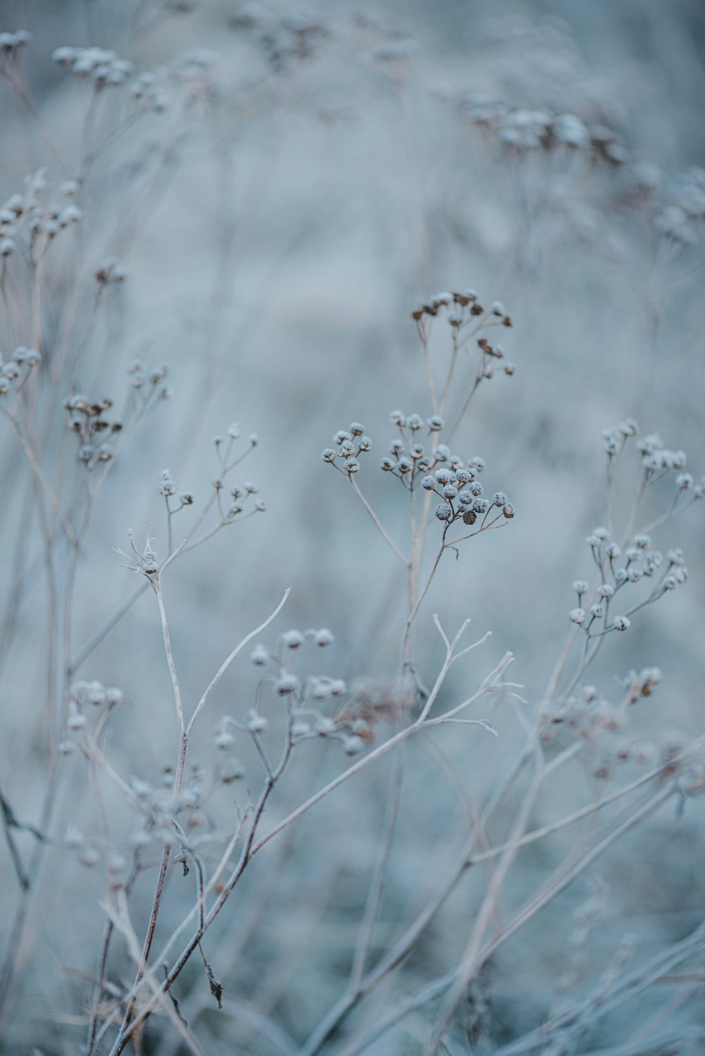 a bunch of small white flowers in a field