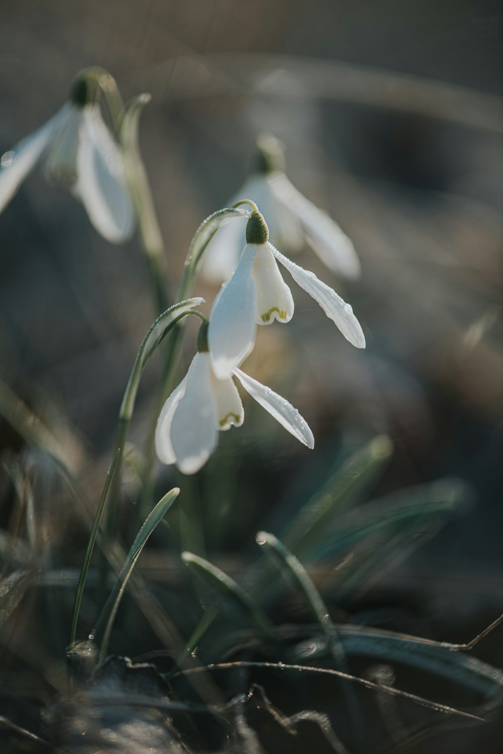 a close up of some white flowers in a field