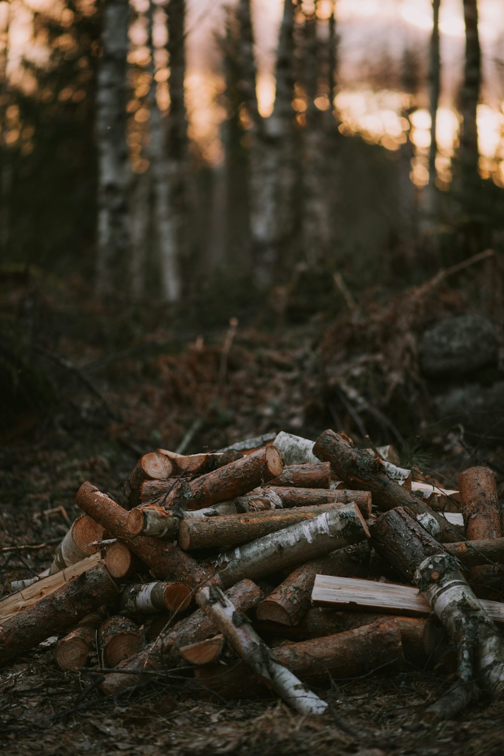 a pile of wood sitting in the middle of a forest