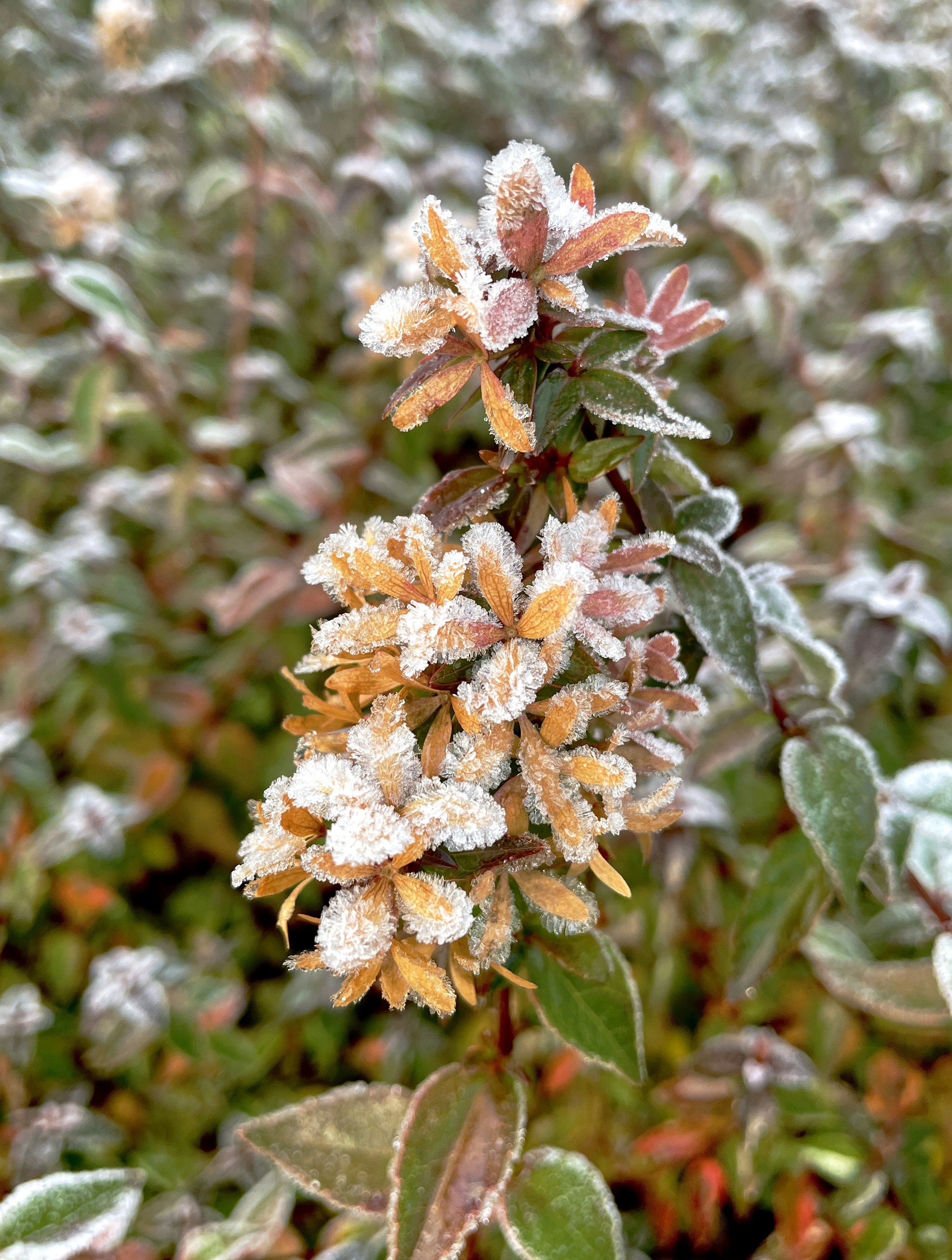 a plant with frost on it in the middle of a field