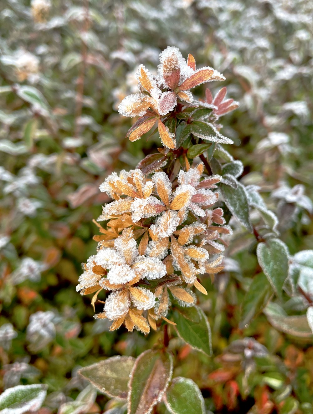 eine Pflanze mit Frost darauf mitten auf einem Feld