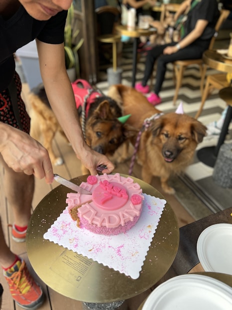 A person is cutting a pink birthday cake with white and pink decorations, including the words 'Happy Birthday' on top. Two dogs wearing party hats and bandanas are seen nearby, showing interest in the cake. The setting appears to be a casual indoor or outdoor cafe with tables and chairs in the background.