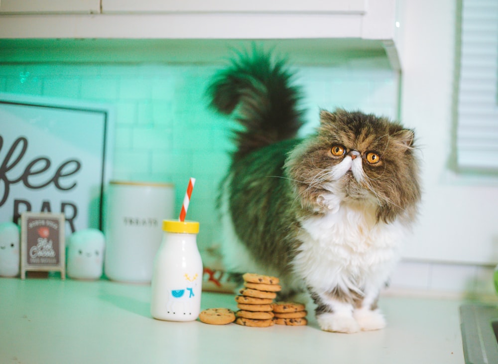 Un gato parado encima de un mostrador junto a galletas