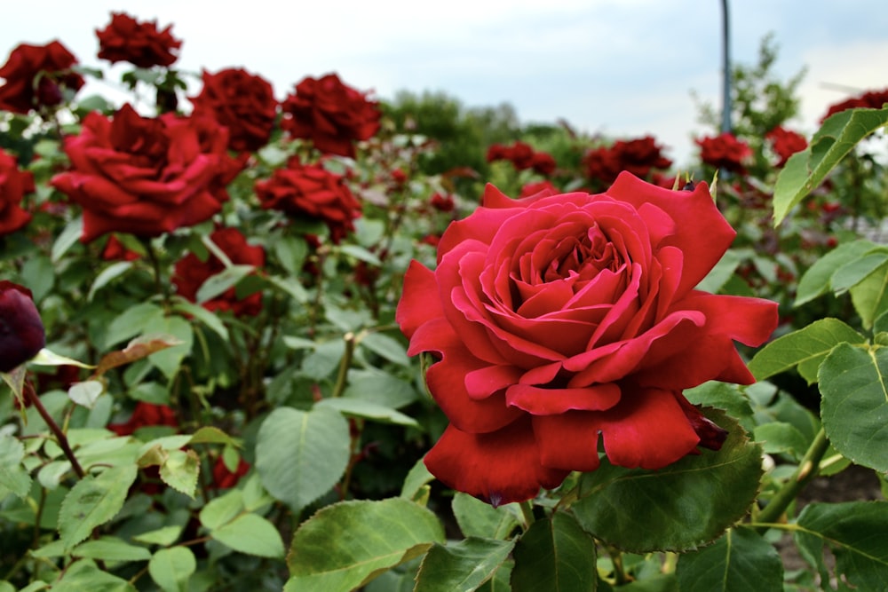 Eine rote Rose in einem Feld roter Rosen