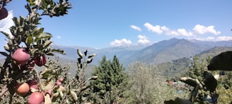 A scenic view of lush apple orchards with mountains in the background.