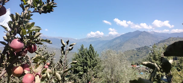 A panoramic view of sunlit mango and apple orchards stretching across rolling hills.