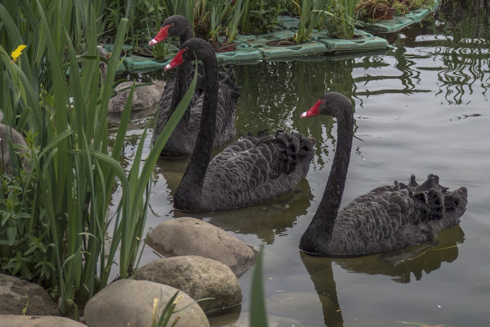 a group of black swans swimming in a pond