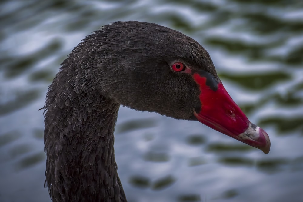 a close up of a black swan with a red beak