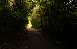 A winding path through a dense forest symbolizing a focused journey forward.