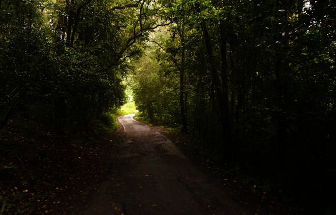 A winding path through a dense forest symbolizing a focused journey forward.