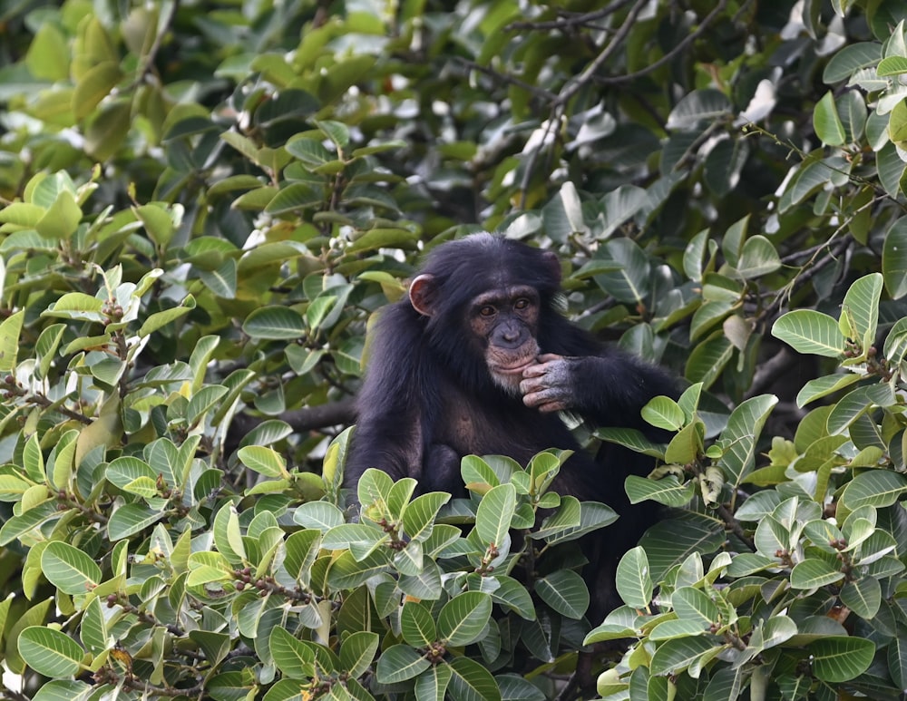 um macaco sentado em uma árvore comendo algo