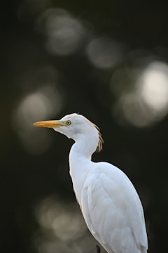 A white bird with a long, orange-yellow beak is captured in profile against a blurred, dark green background. The bird's feathers appear smooth and well-groomed, and its eye is bright and alert.