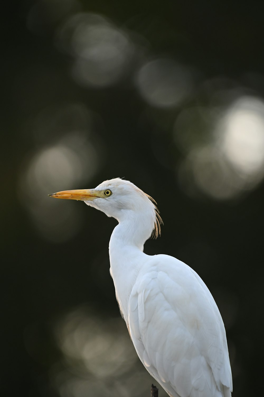 um pássaro branco com um longo bico amarelo