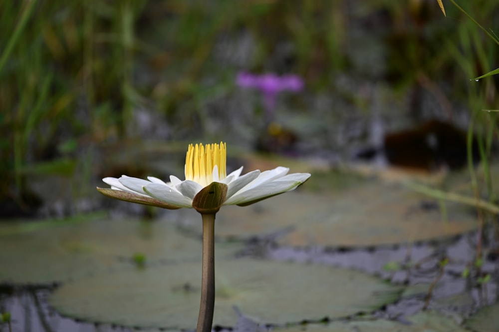 a white and yellow flower sitting on top of a lily pad
