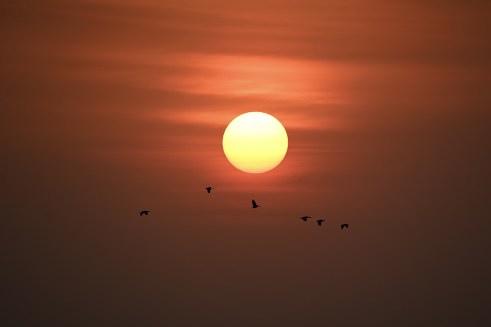um bando de pássaros voando na frente do sol