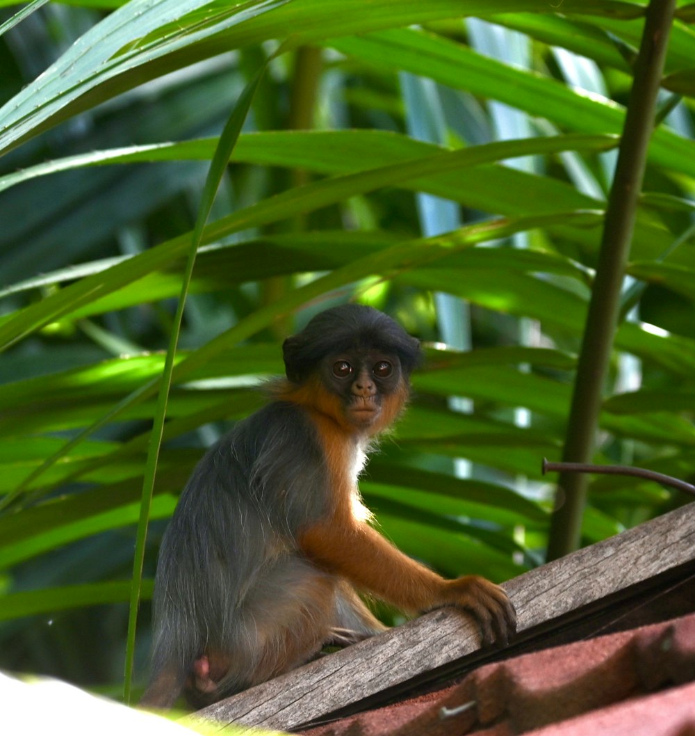 um macaco sentado em cima de um galho de árvore