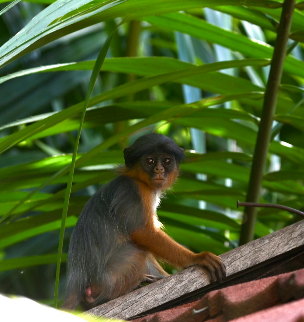 a monkey sitting on top of a tree branch