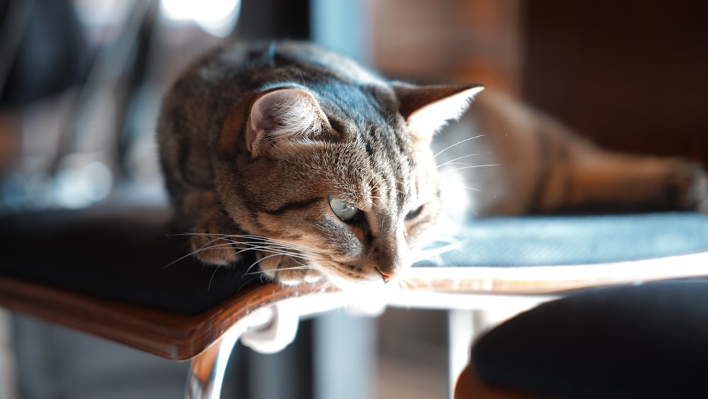 a cat sitting on a chair looking down