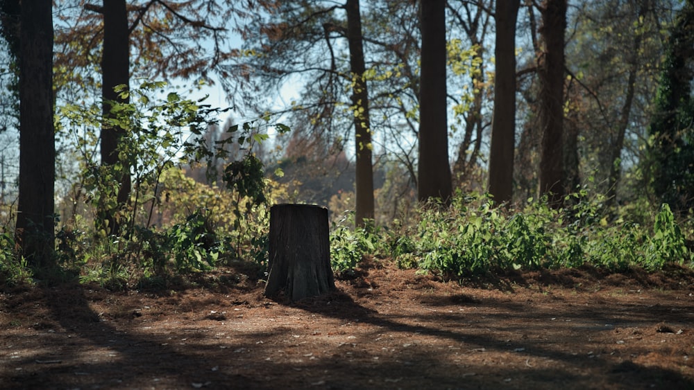 a tree stump sitting in the middle of a forest