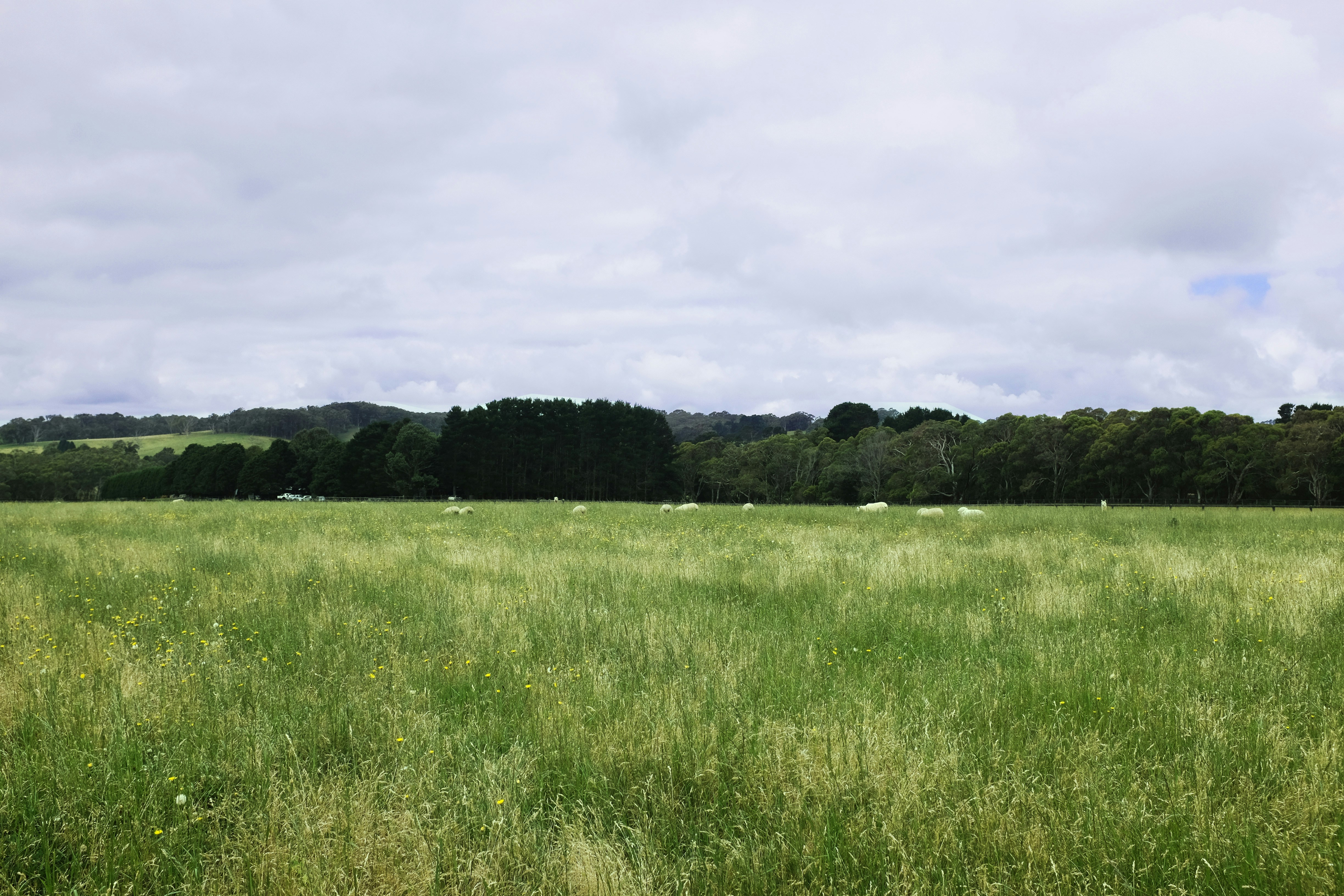 A field of peas under a blue sky, representing sustainability.
