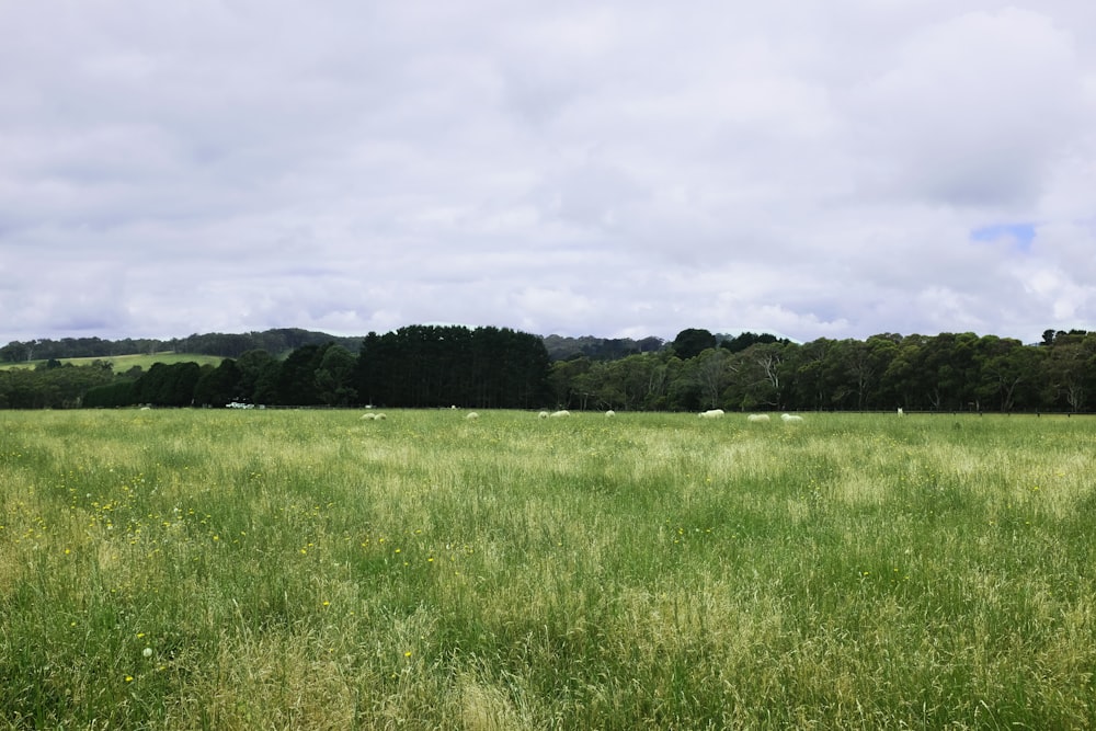 a field of grass with trees in the background