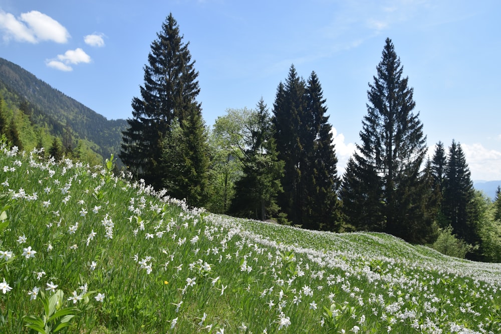 a grassy field with white flowers and trees in the background