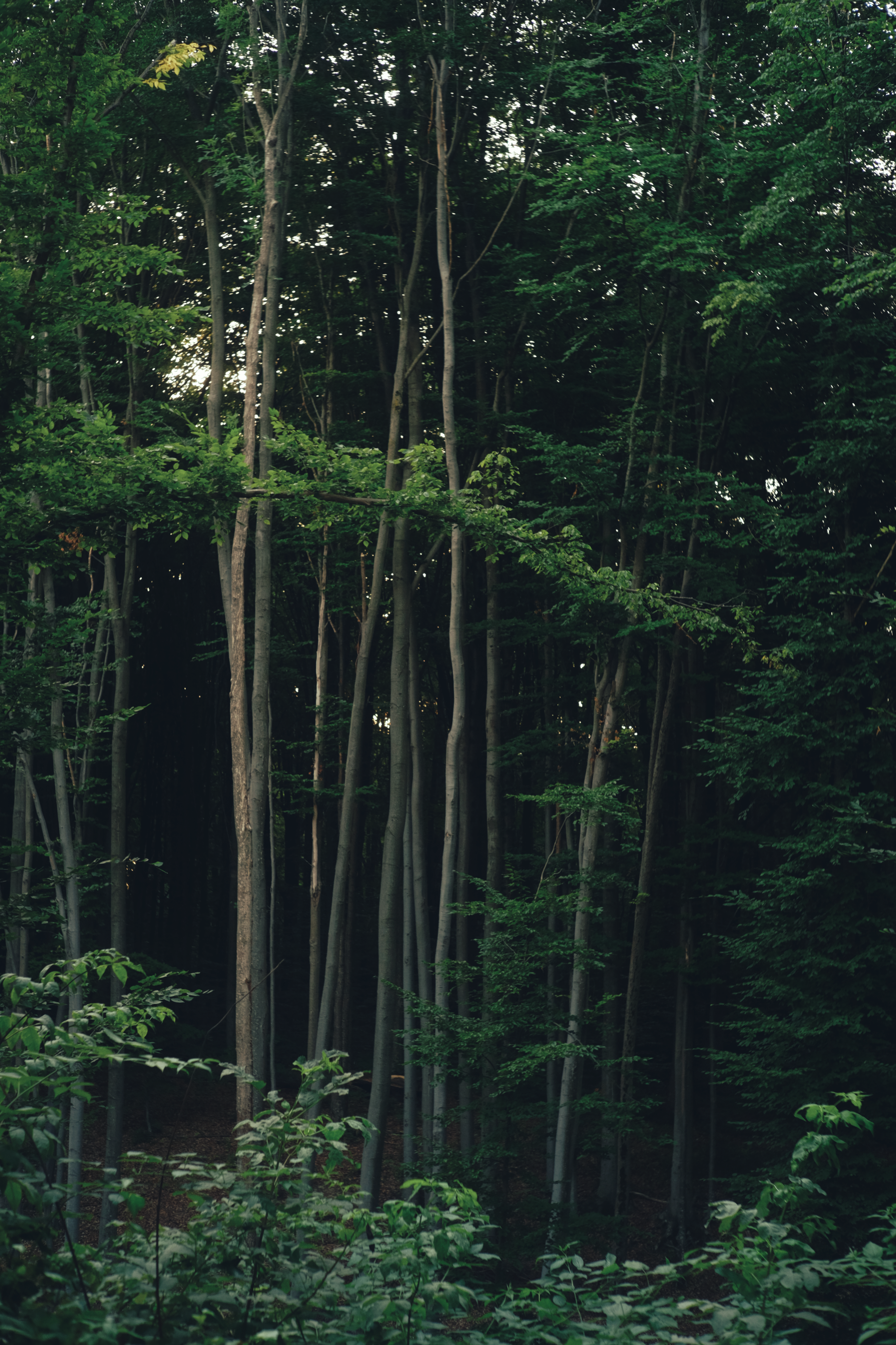 a forest filled with lots of tall trees