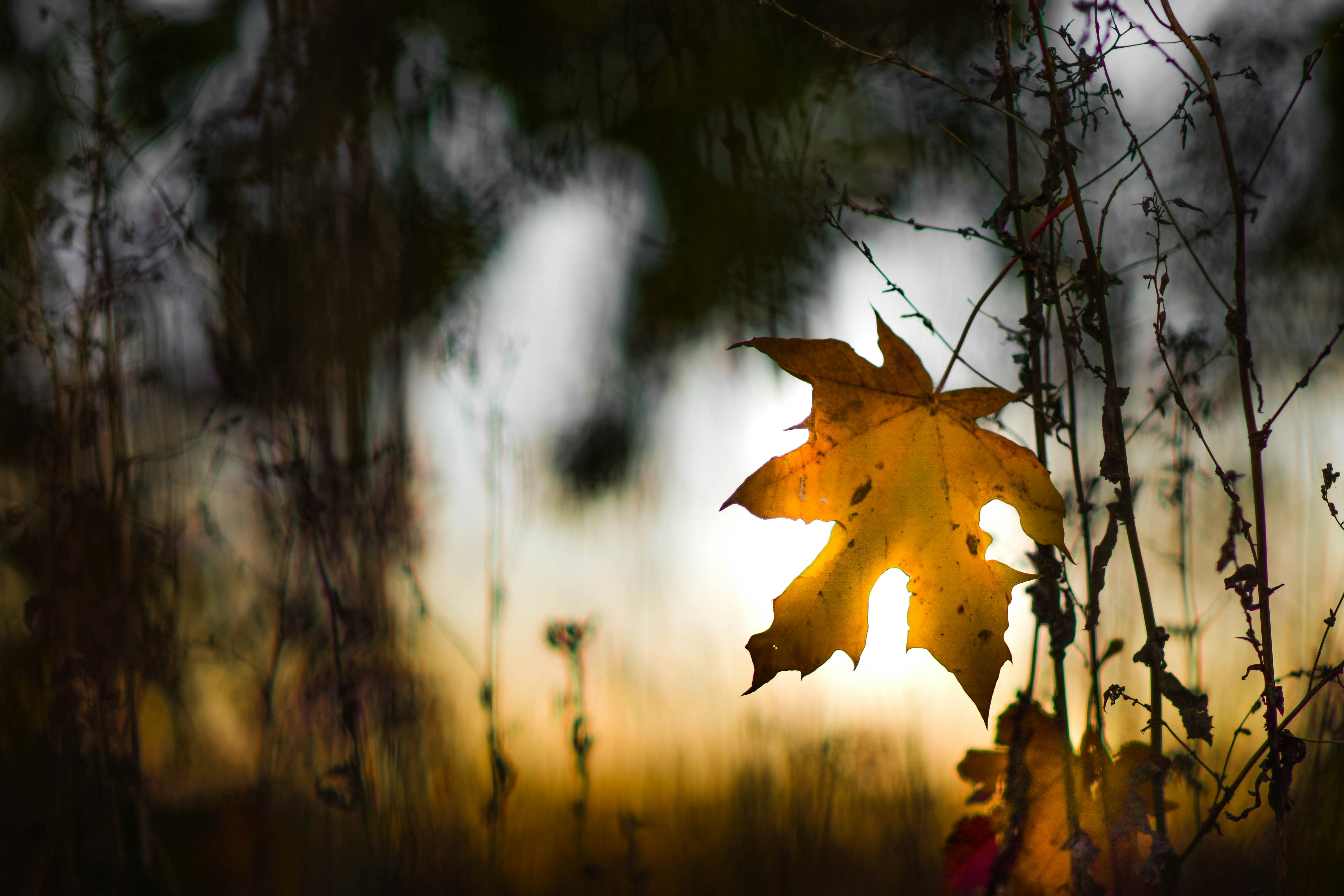 The last particles of autumn. A lone leaf stuck in the weeds has fulfilled its autumn mission 🍁🌱