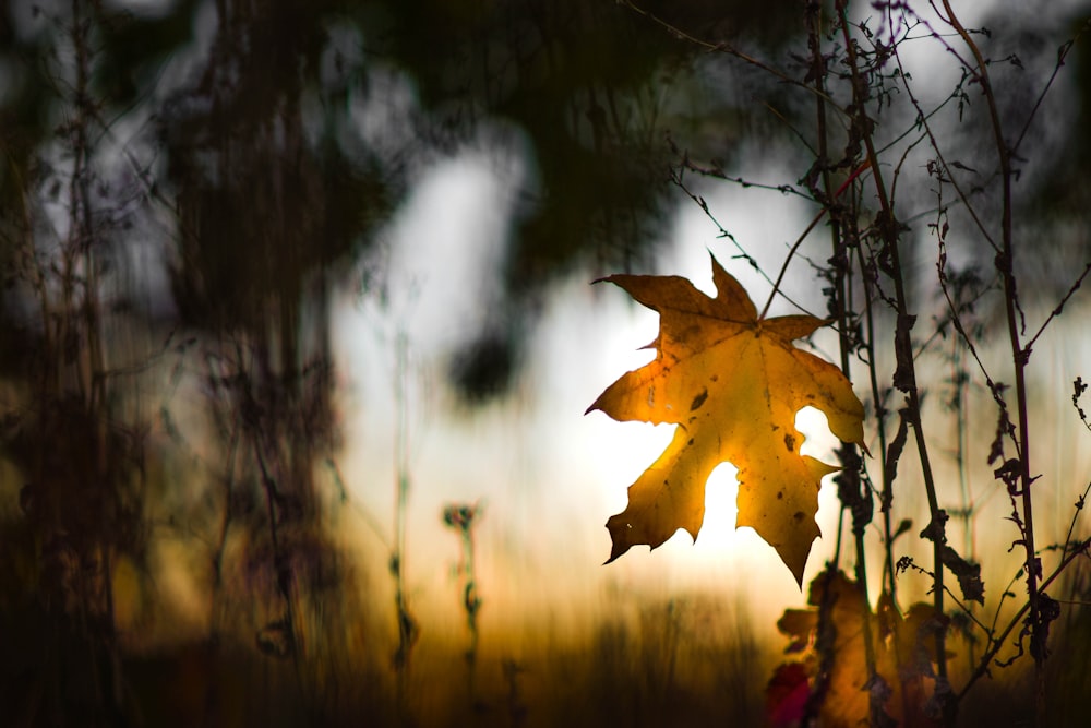 a leaf is shown in the foreground as the sun sets in the background