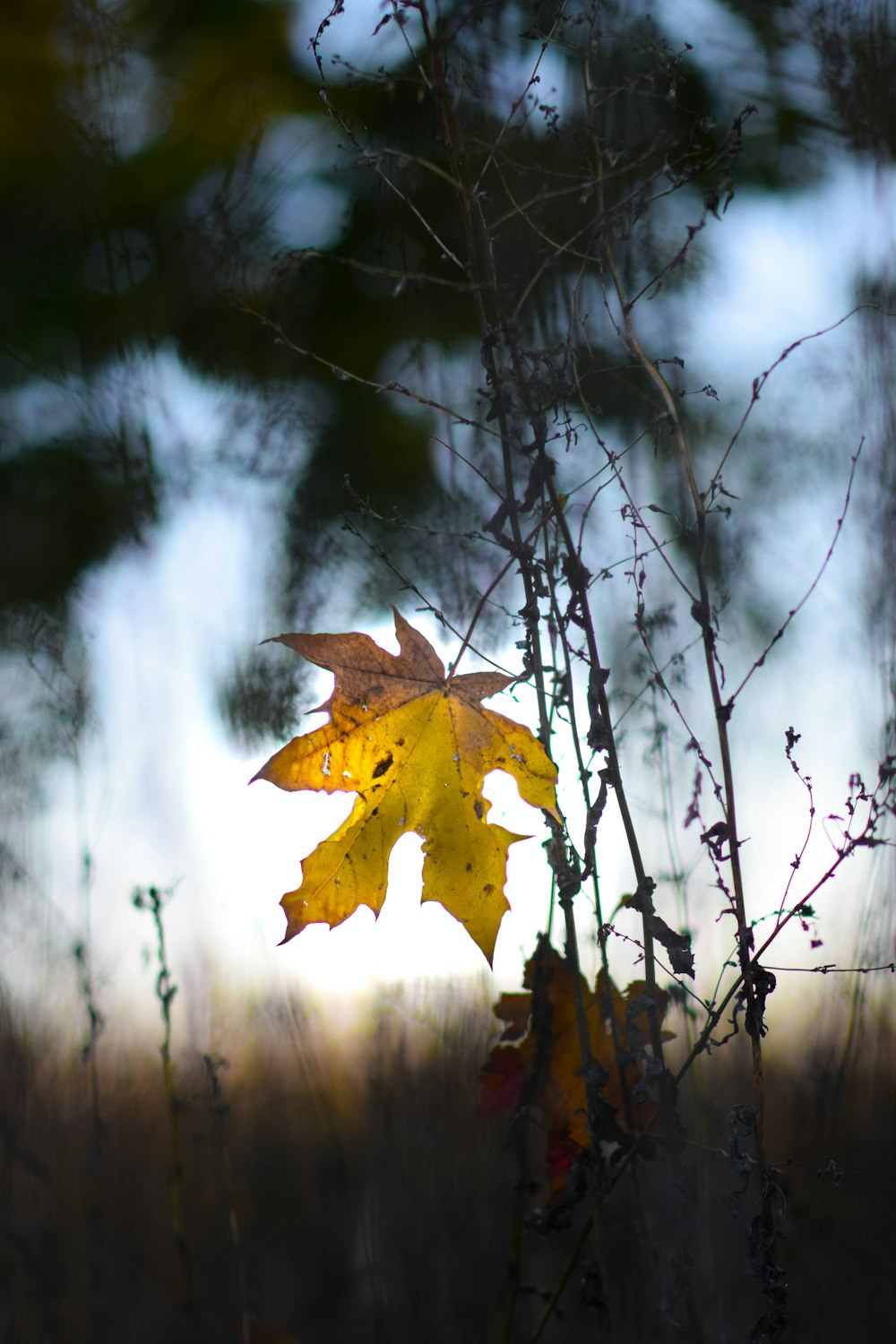 a yellow leaf is hanging from a tree