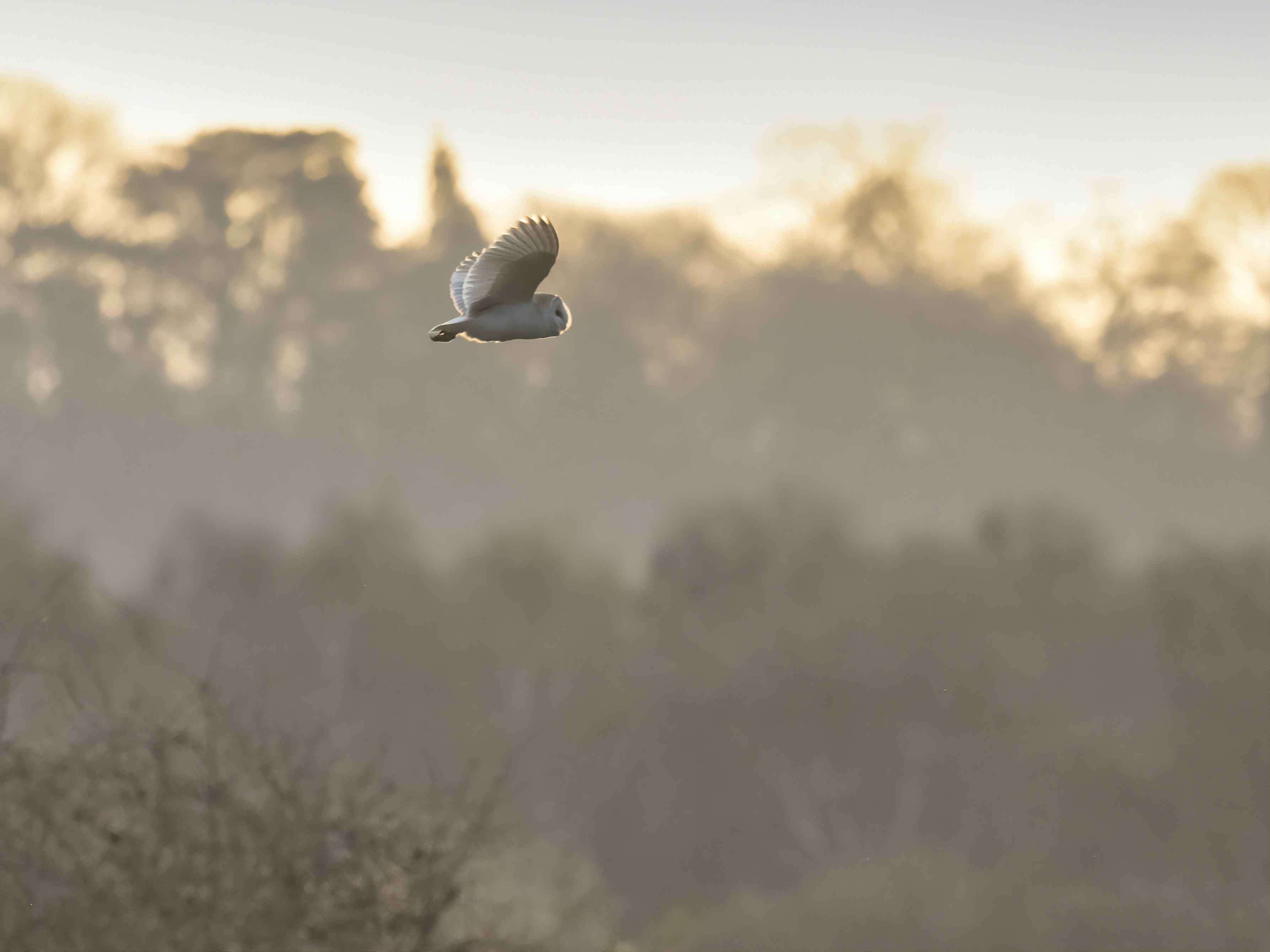 a white bird flying over a forest filled with trees