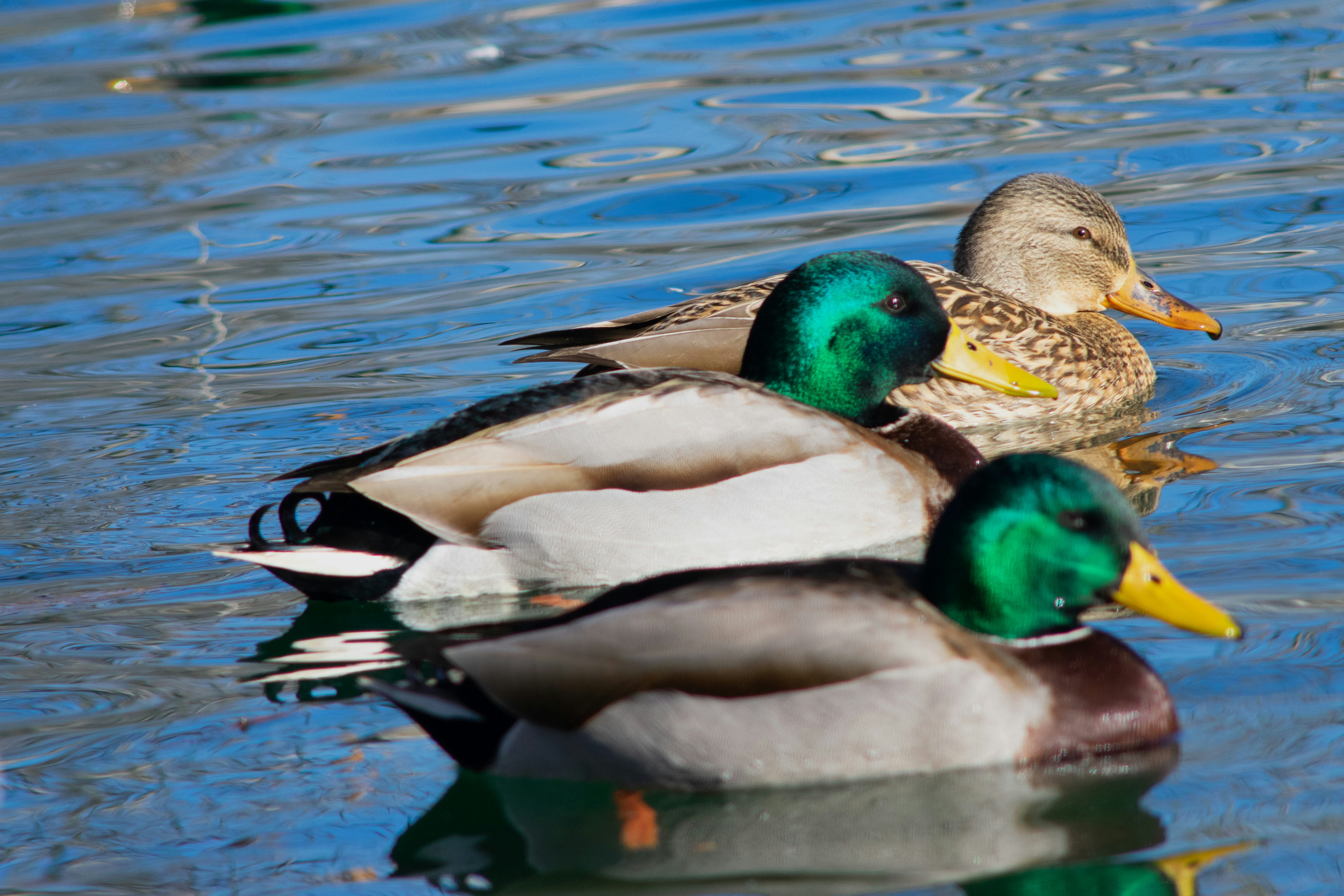 Where Do Ducks Like To Be Pet? (Must Read This First!) 2024 »