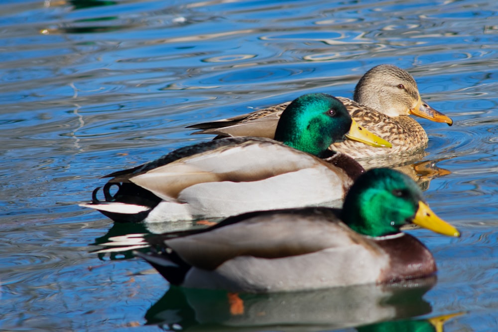 a couple of ducks floating on top of a lake