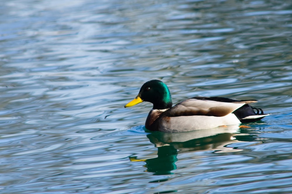 a duck floating on top of a body of water