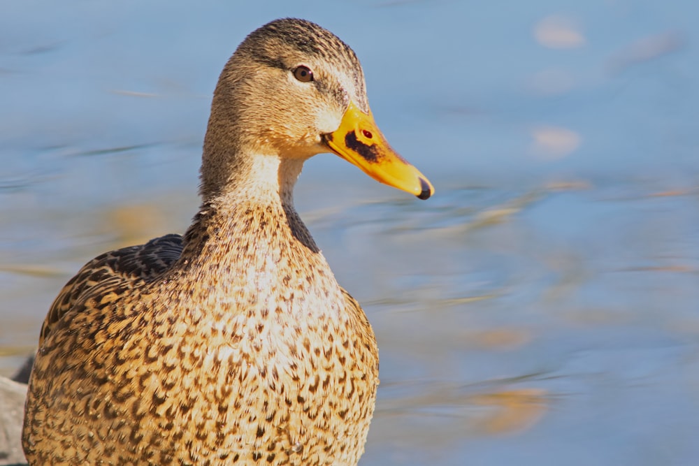 a close up of a duck on a body of water