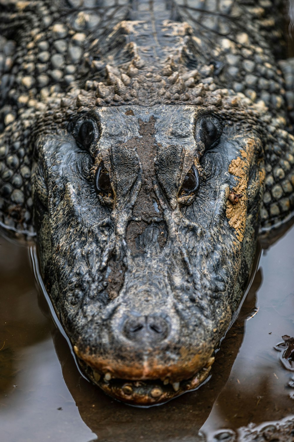 a close up of an alligator's head in a body of water