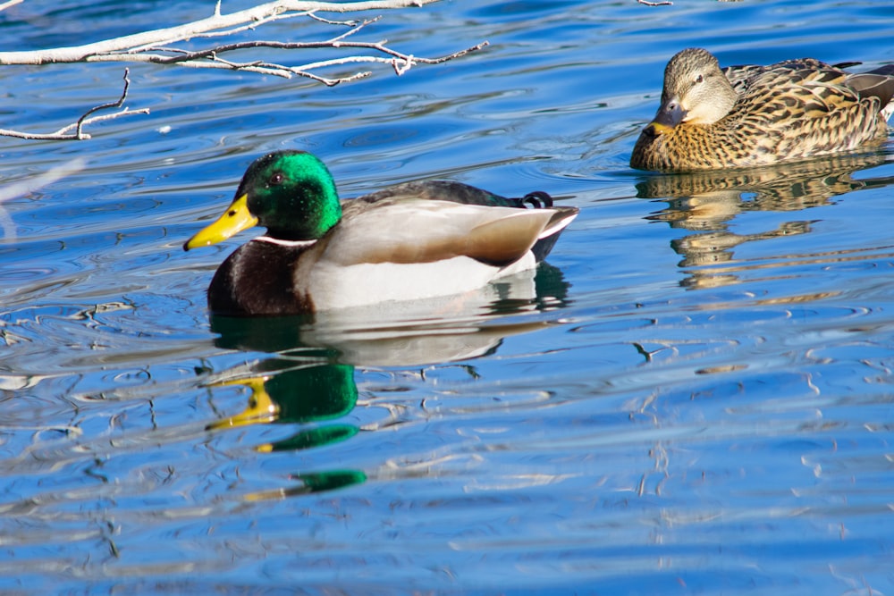 a couple of ducks floating on top of a lake